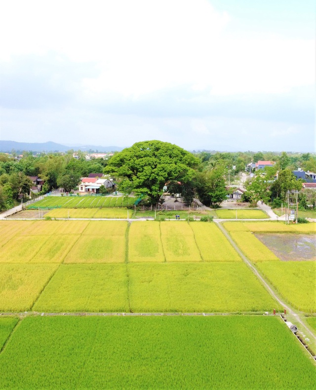 Chiêm ngưỡng “cụ” sưa 300 năm tuổi ở Quảng Nam, giá hơn 5 tỷ đồng nhưng không bán - Ảnh 18.