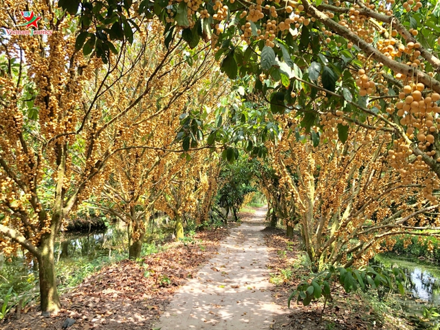 Vietnam has a wild fruit that grows all over the tree, Chinese netizens invite each other to eat once to say - Photo 1.