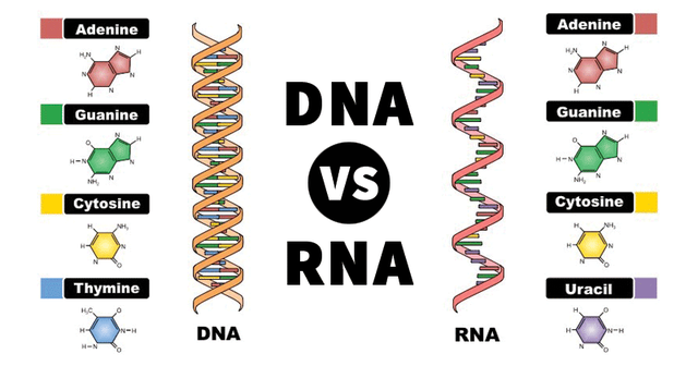 Thành phần DNA và RNA đã xuất hiện đầy đủ trên thiên thạch, các nhà khoa học Nhật khẳng định sự sống tới từ ngoài Trái Đất - Ảnh 2.