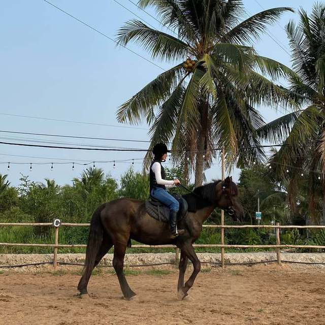 One time trying to experience the European aristocratic life with the luxury equestrian sport has just arrived in Ho Chi Minh City.  Ho Chi Minh City - Photo 1.