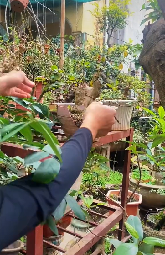 Ông bố chuyên đi lang thang nhặt cây đào rác về làm bonsai kiếm bạc triệu, đòi mua nguyên cả căn nhà chỉ để nhổ mỗi mầm cây mọc trên tường! - Ảnh 2.