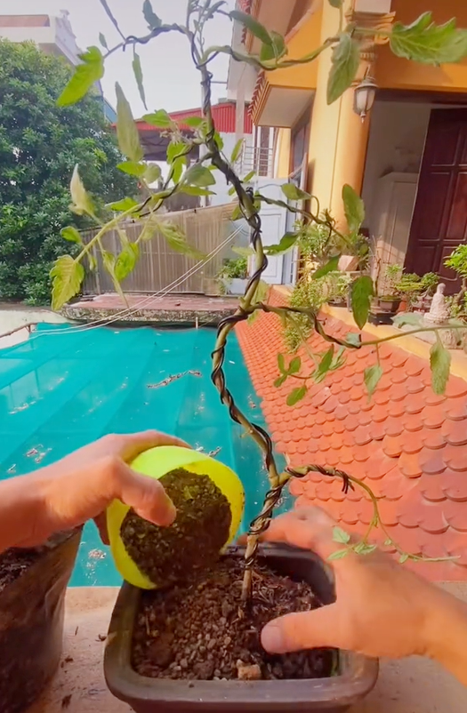 Ông bố chuyên đi lang thang nhặt cây đào rác về làm bonsai kiếm bạc triệu, đòi mua nguyên cả căn nhà chỉ để nhổ mỗi mầm cây mọc trên tường! - Ảnh 13.