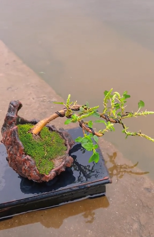 Ông bố chuyên đi lang thang nhặt cây đào rác về làm bonsai kiếm bạc triệu, đòi mua nguyên cả căn nhà chỉ để nhổ mỗi mầm cây mọc trên tường! - Ảnh 14.