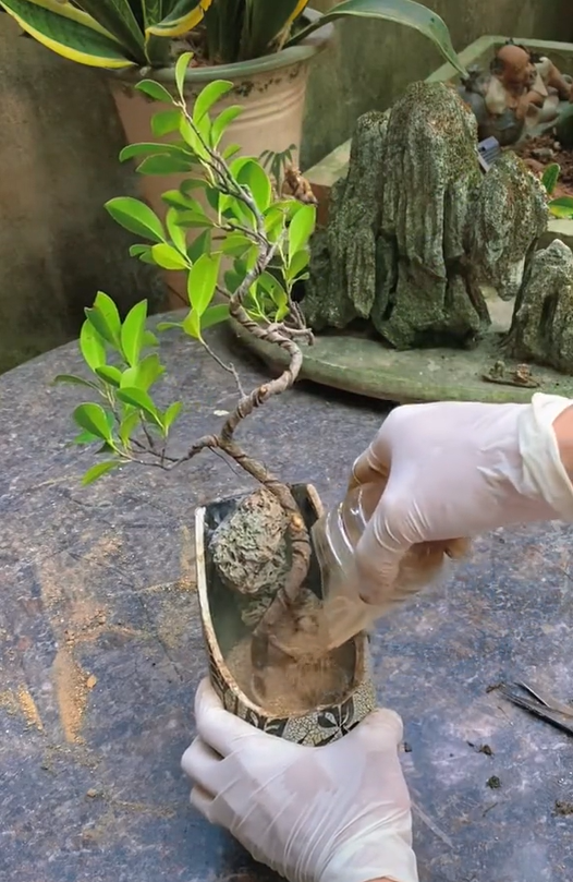 Ông bố chuyên đi lang thang nhặt cây đào rác về làm bonsai kiếm bạc triệu, đòi mua nguyên cả căn nhà chỉ để nhổ mỗi mầm cây mọc trên tường! - Ảnh 16.