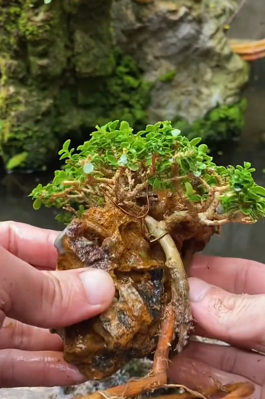 Ông bố chuyên đi lang thang nhặt cây đào rác về làm bonsai kiếm bạc triệu, đòi mua nguyên cả căn nhà chỉ để nhổ mỗi mầm cây mọc trên tường! - Ảnh 17.