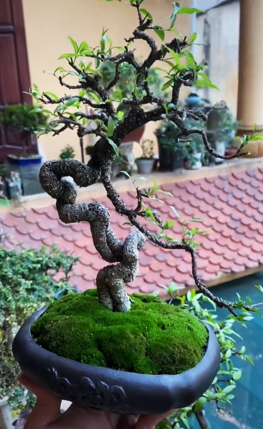 Ông bố chuyên đi lang thang nhặt cây đào rác về làm bonsai kiếm bạc triệu, đòi mua nguyên cả căn nhà chỉ để nhổ mỗi mầm cây mọc trên tường! - Ảnh 19.