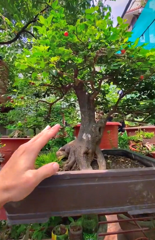 Ông bố chuyên đi lang thang nhặt cây đào rác về làm bonsai kiếm bạc triệu, đòi mua nguyên cả căn nhà chỉ để nhổ mỗi mầm cây mọc trên tường! - Ảnh 20.