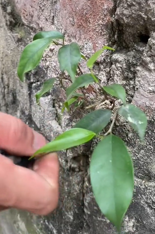 Ông bố chuyên đi lang thang nhặt cây đào rác về làm bonsai kiếm bạc triệu, đòi mua nguyên cả căn nhà chỉ để nhổ mỗi mầm cây mọc trên tường! - Ảnh 5.