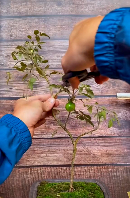 Ông bố chuyên đi lang thang nhặt cây đào rác về làm bonsai kiếm bạc triệu, đòi mua nguyên cả căn nhà chỉ để nhổ mỗi mầm cây mọc trên tường! - Ảnh 12.