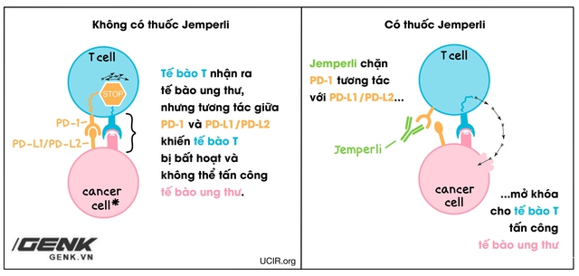 Có thật các bác sĩ Mỹ đã chữa khỏi được 100% ung thư đại trực tràng? - Ảnh 4.