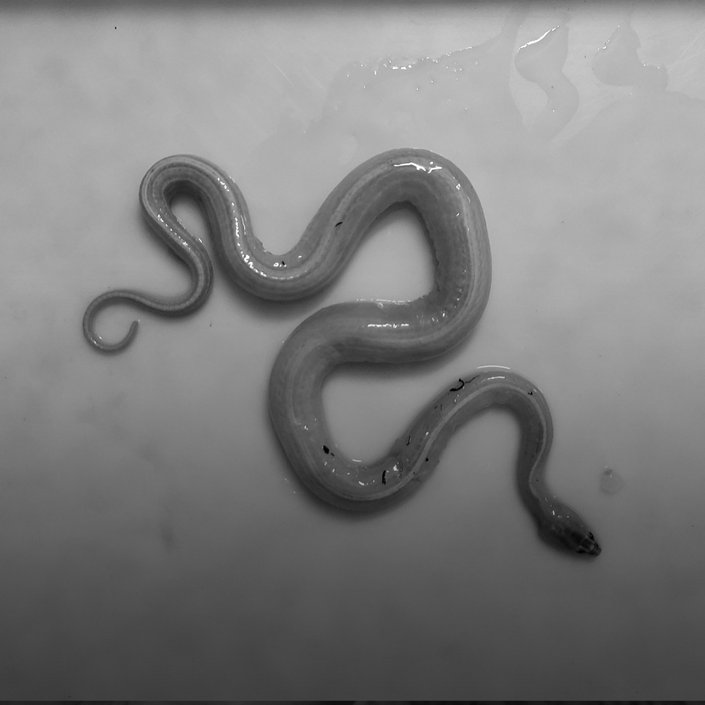 Xương rắn: Mang tính khoa học và độc đáo, hình ảnh những xương rắn gợi lên cho ta những suy ngẫm về sự tàn khốc và đẹp đẽ của tự nhiên. Hãy khám phá những hình ảnh này và đắm mình trong thế giới bí ẩn của loài rắn.