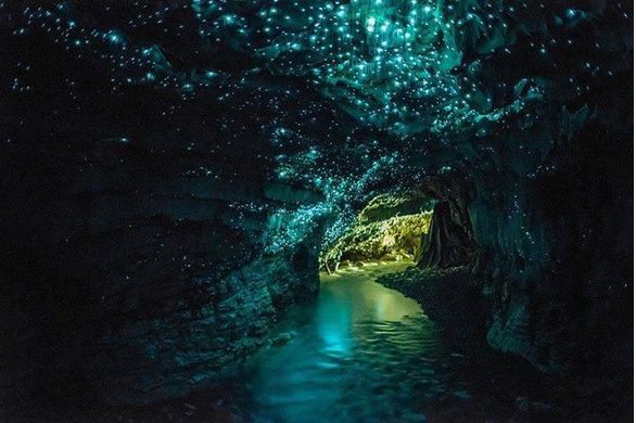 Mê mẩn trước vẻ đẹp kỳ ảo của hang động đom đóm ở New Zealand - Ảnh 3.