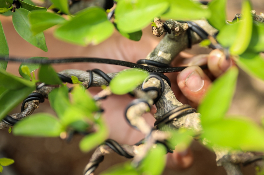 Nghệ nhân bonsai 9x kiếm tiền triệu mỗi ngày nhờ chăm cây tiền tỷ - Ảnh 4.