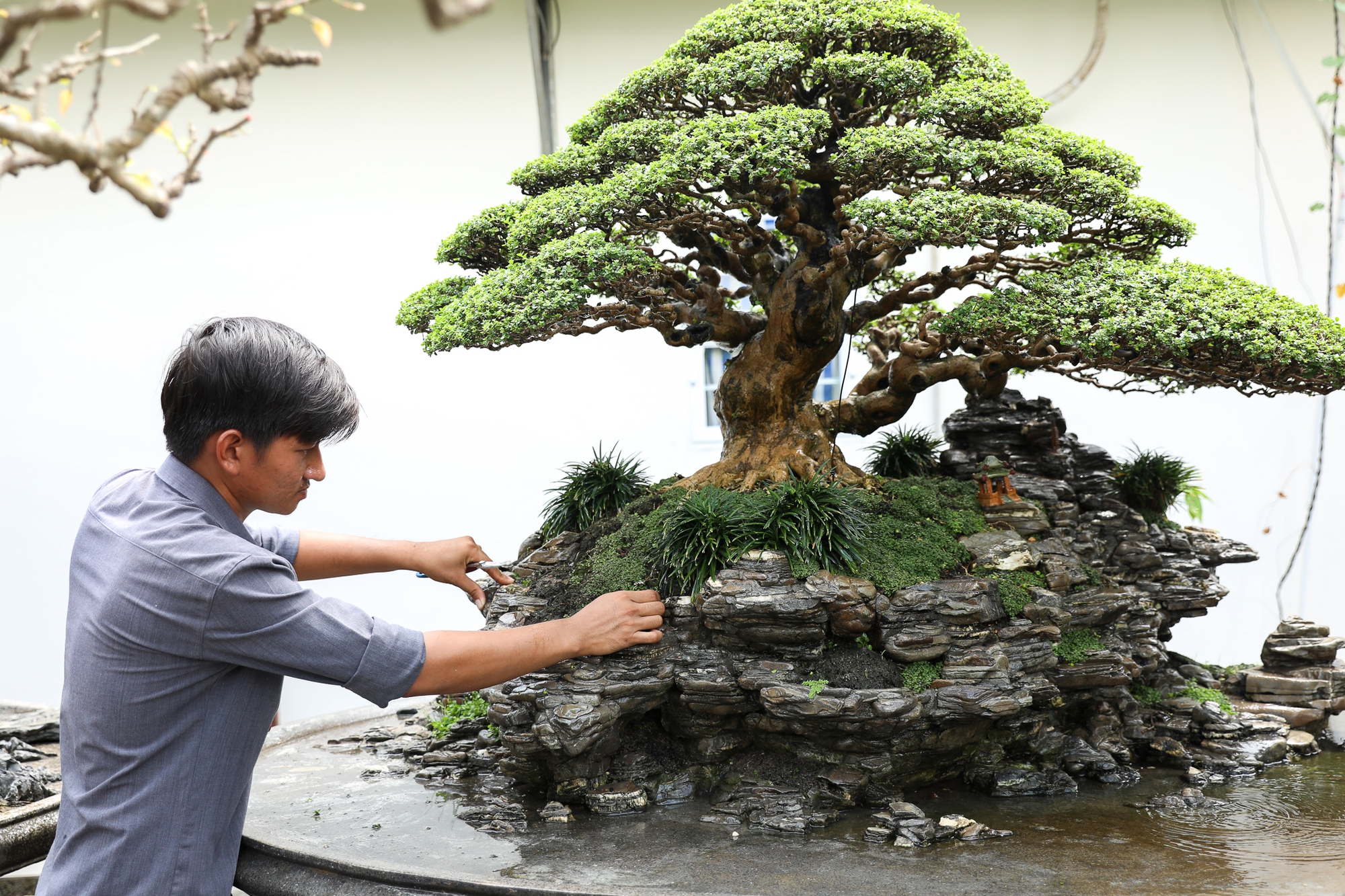 Nghệ nhân bonsai 9x kiếm tiền triệu mỗi ngày nhờ chăm cây tiền tỷ - Ảnh 5.