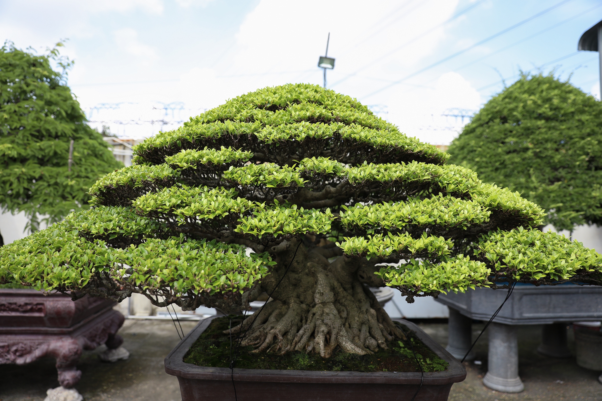 Nghệ nhân bonsai 9x kiếm tiền triệu mỗi ngày nhờ chăm cây tiền tỷ - Ảnh 7.