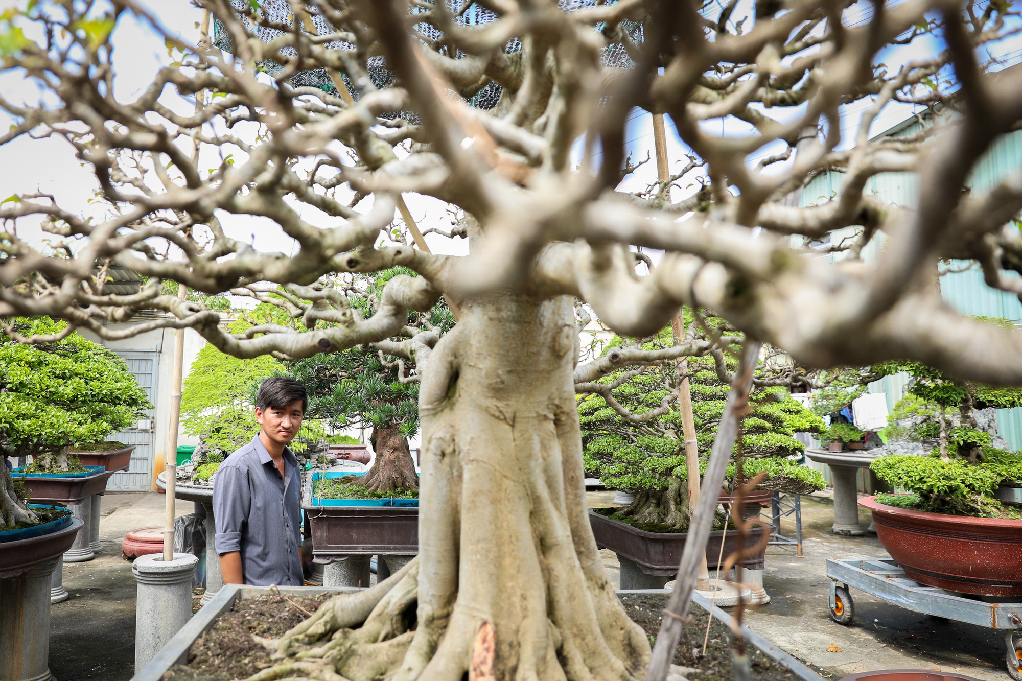 Nghệ nhân bonsai 9x kiếm tiền triệu mỗi ngày nhờ chăm cây tiền tỷ - Ảnh 9.