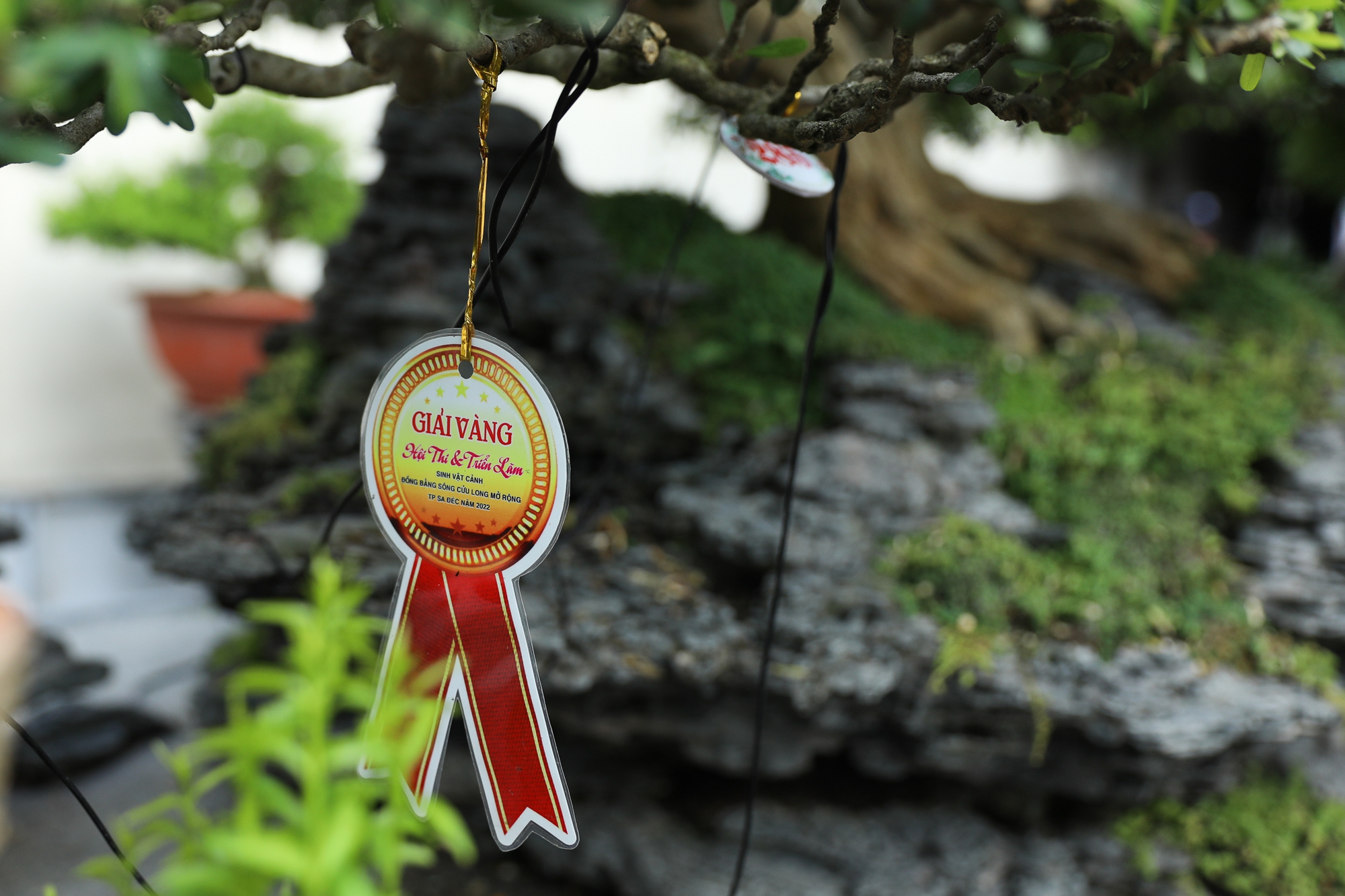 Nghệ nhân bonsai 9x kiếm tiền triệu mỗi ngày nhờ chăm cây tiền tỷ - Ảnh 10.