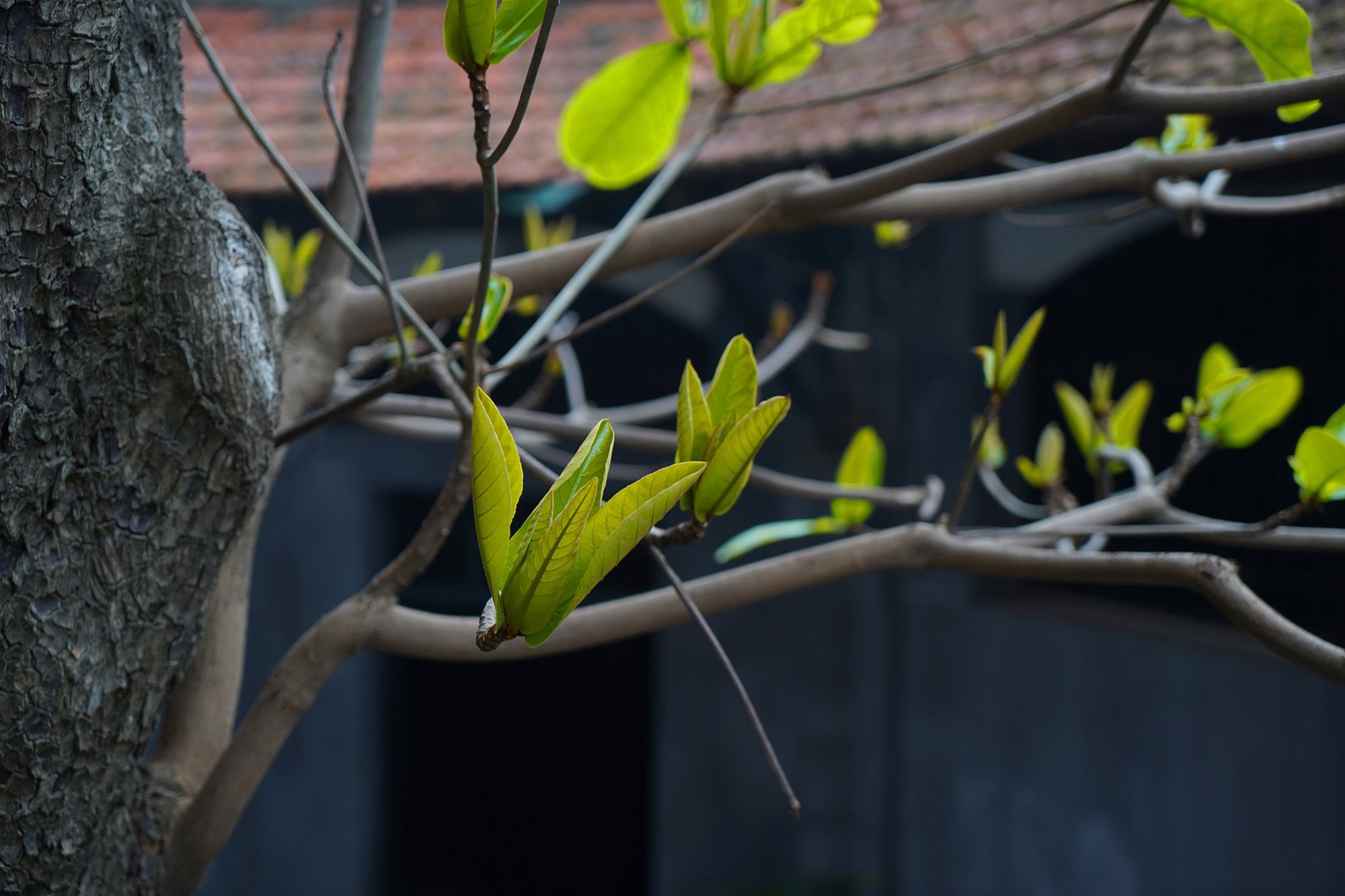 Thực hư thông tin cây bàng có tác dụng chữa bệnh, cứu sống hàng trăm chiến sỹ tại Nhà tù Hỏa Lò đang được các tour du lịch quảng bá?