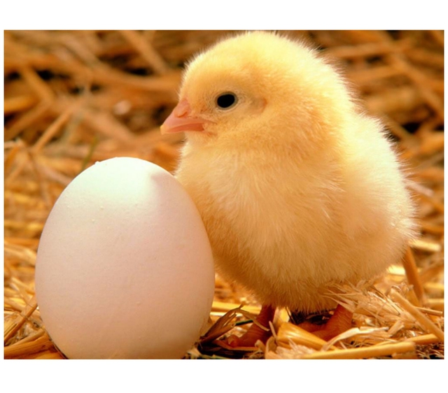  Con người có thể tiến hóa ngược để đẻ trứng thay vì sinh con được hay không?  - Ảnh 1.