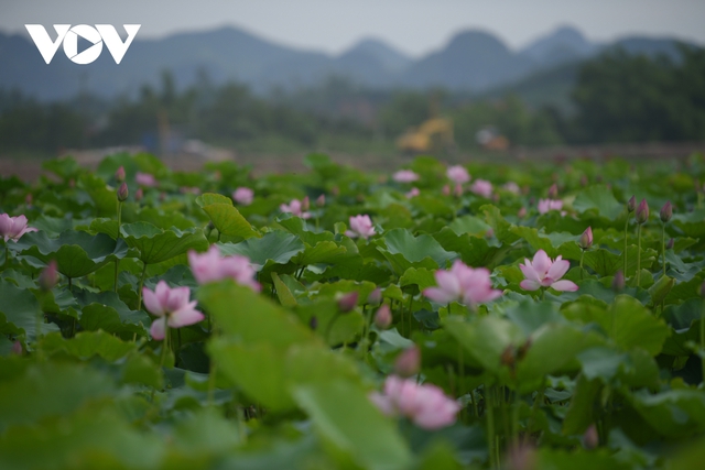 Lạc vào không gian như cổ tích ở đầm sen hồng lớn nhất Hà Nội - Ảnh 1.