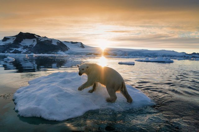  Khi Bắc Cực không còn băng: Đâu sẽ là số phận của những con gấu trắng cuối cùng  - Ảnh 1.