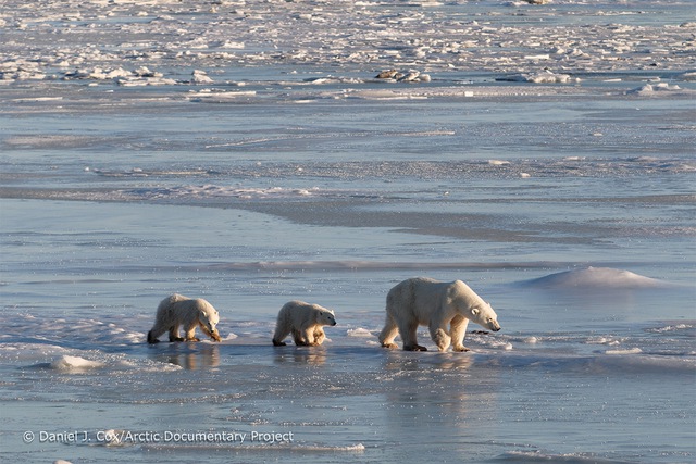  Khi Bắc Cực không còn băng: Đâu sẽ là số phận của những con gấu trắng cuối cùng  - Ảnh 10.