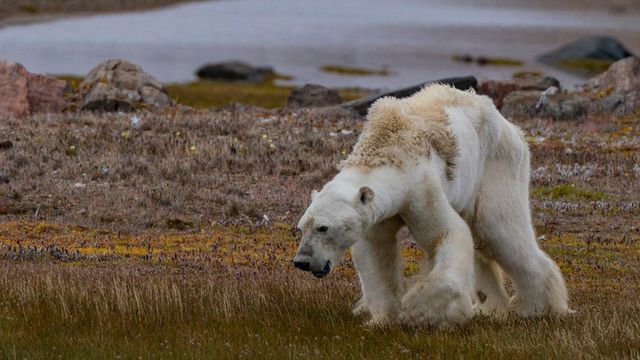  Khi Bắc Cực không còn băng: Đâu sẽ là số phận của những con gấu trắng cuối cùng  - Ảnh 2.