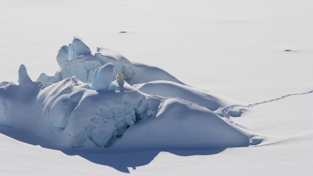  Khi Bắc Cực không còn băng: Đâu sẽ là số phận của những con gấu trắng cuối cùng  - Ảnh 5.