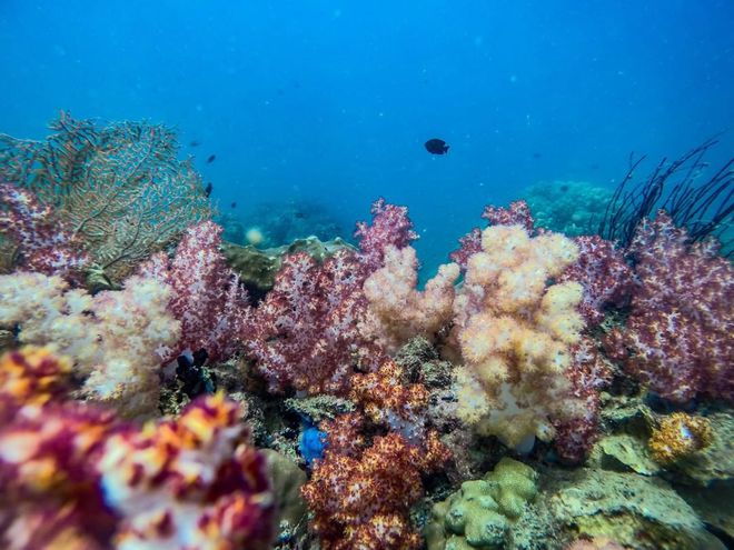 Rạn san hô: Khám phá vẻ đẹp kỳ diệu của rạn san hô với những màu sắc tươi sáng đầy sức sống. Đắm chìm trong khung cảnh đầy ấn tượng này và cảm nhận sự đa dạng và phong phú của đại dương. Đừng bỏ lỡ cơ hội để tận hưởng một kiệt tác thiên nhiên độc đáo.