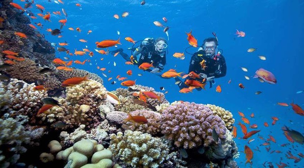  Những rạn san hô tuyệt đẹp ở các vùng biển Việt Nam đứng trước nguy cơ suy giảm hàng loạt, nhiều nơi đã phải lên kế hoạch để giải cứu - Ảnh 13.