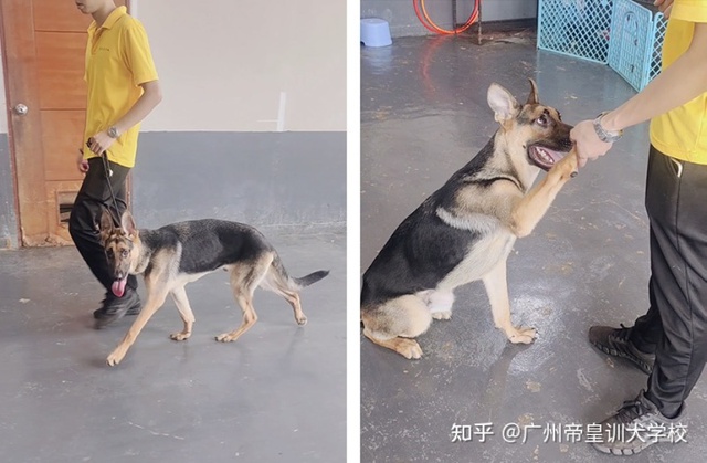  Nghề huấn luyện chó ở Trung Quốc: Lương tháng cả 100 triệu đồng  - Ảnh 3.