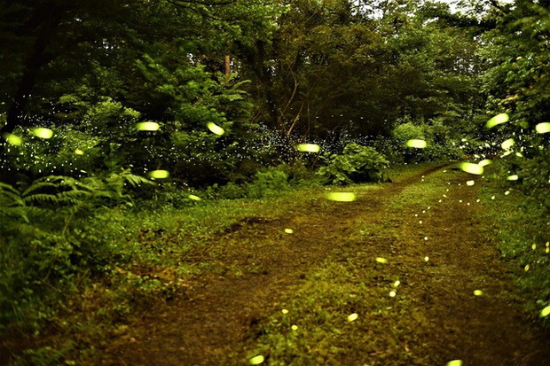  Lạc vào khu rừng đom đóm kỳ ảo ở Hàn Quốc, đặc biệt nhất là hiện tượng chỉ xuất hiện cuối tháng 6 - Ảnh 13.