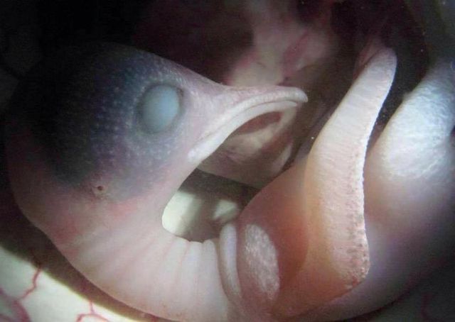 Những bức ảnh siêu âm 4D sắc nét hiếm hoi về cảnh tượng động vật khi còn ở trong bụng mẹ - Ảnh 6.