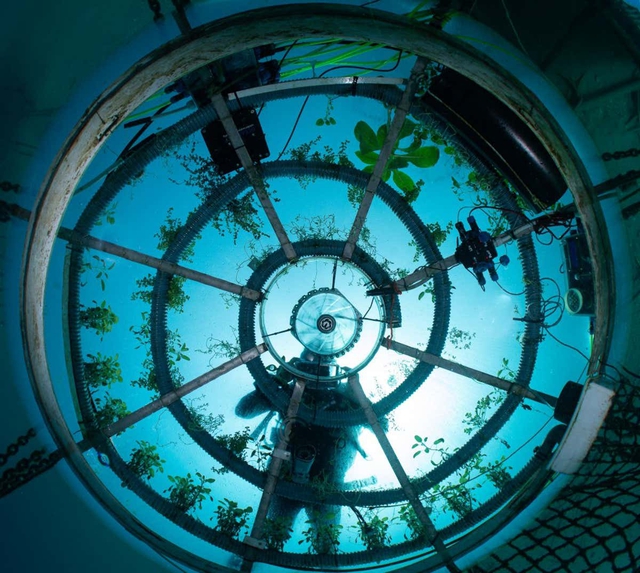   Scientific miracle: Nemo Garden, an undersea vegetable farm - Photo 2.