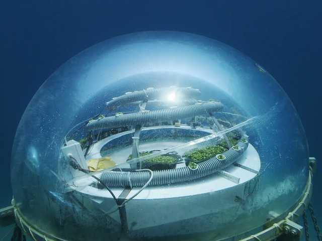   Scientific miracle: Nemo Garden, an undersea vegetable farm - Photo 3.