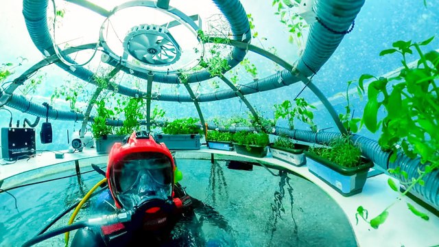   Scientific miracle: Nemo Garden, an undersea vegetable farm - Photo 5.