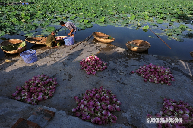 The feat of marinating tea encapsulates the quintessence of thousands of West Lake lotus flowers - Photo 1.