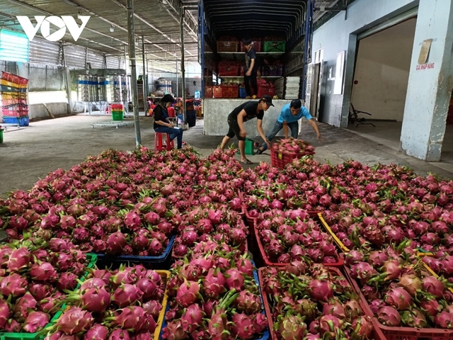 Giá thanh long tăng nhưng nhà vườn vẫn không vui - Ảnh 1.