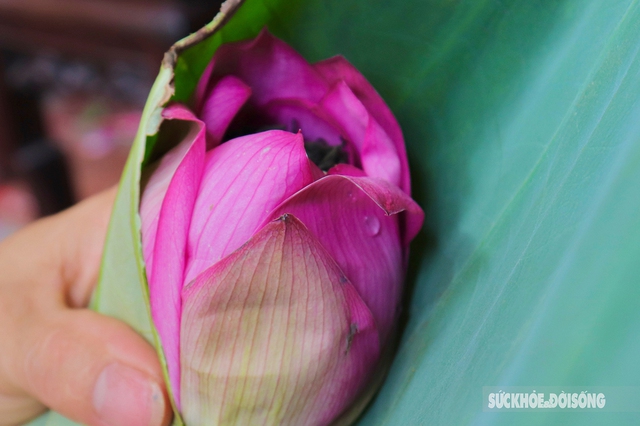 The feat of marinating tea encapsulates the essence of thousands of West Lake lotus flowers - Photo 12.