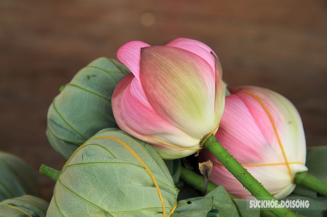The feat of marinating tea encapsulates the quintessence of thousands of West Lake lotus flowers - Photo 6.