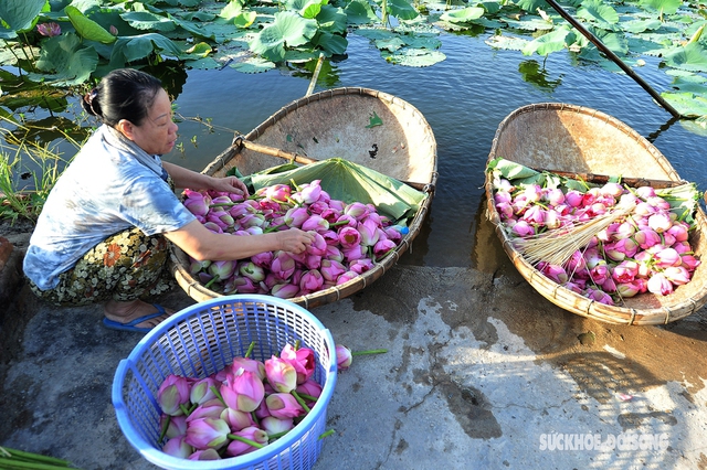 The feat of marinating tea encapsulates the essence of thousands of West Lake lotus flowers - Photo 9.