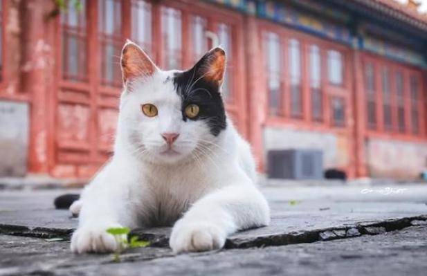 Linh vật sống của Cố cung - mèo Hoàng gia: Tính cách kiêu kỳ không thích gặp con người, được săn đón vì từng lên sóng truyền hình - Ảnh 4.