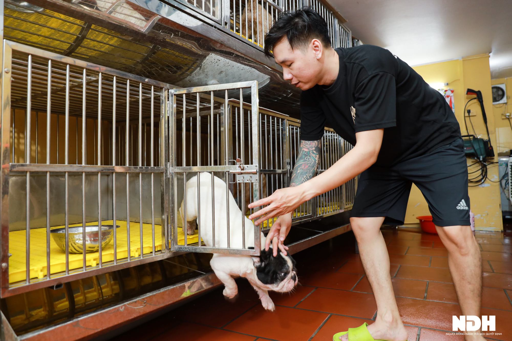 Bếp trưởng Hà Nội đầu tư tiền tỷ nuôi chó Bull Pháp đắt đỏ - Ảnh 7.