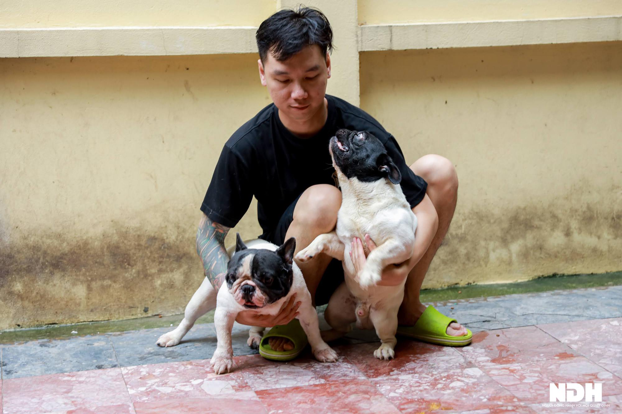 Bếp trưởng Hà Nội đầu tư tiền tỷ nuôi chó Bull Pháp đắt đỏ - Ảnh 9.