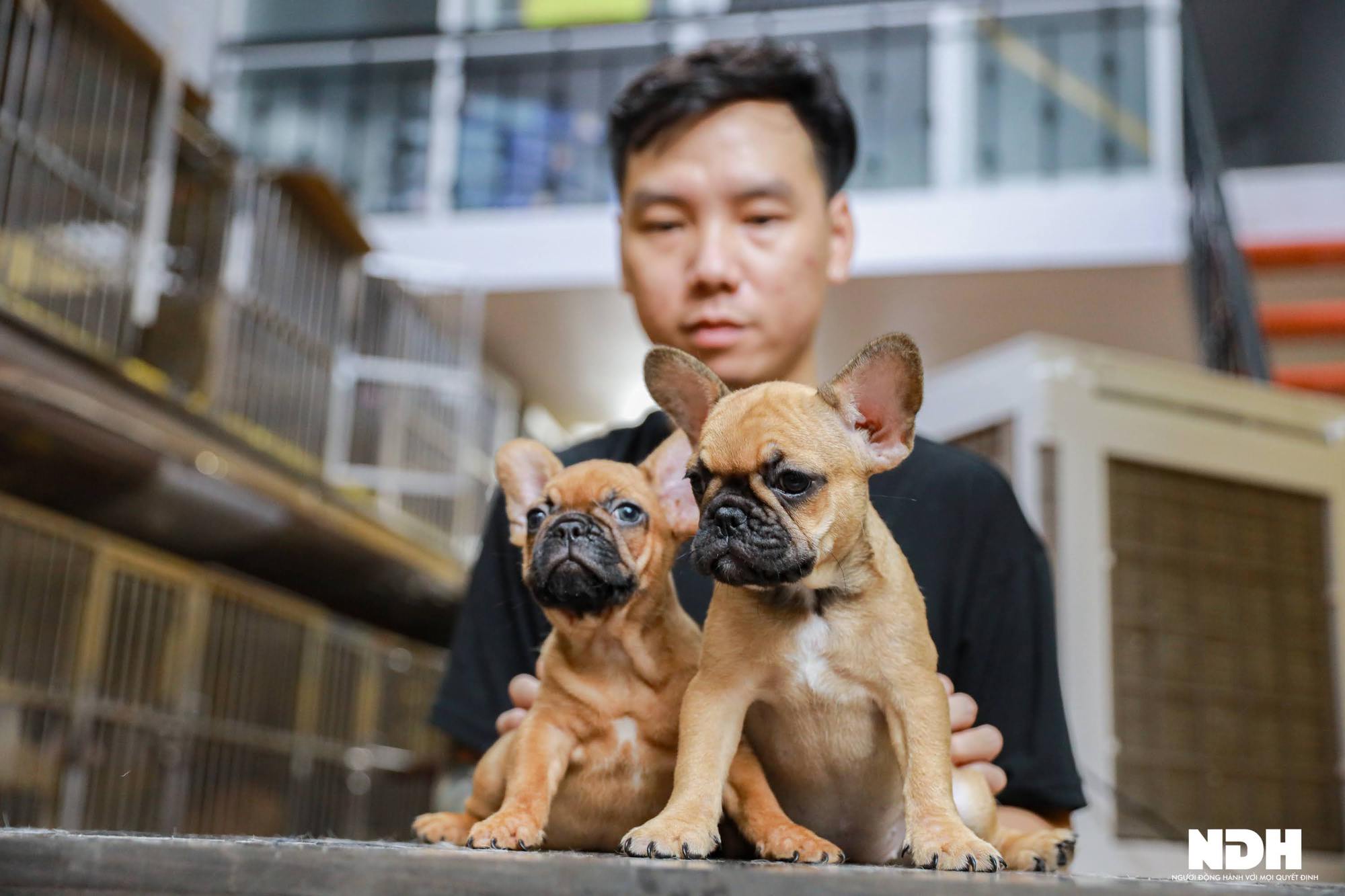Bếp trưởng Hà Nội đầu tư tiền tỷ nuôi chó Bull Pháp đắt đỏ - Ảnh 10.