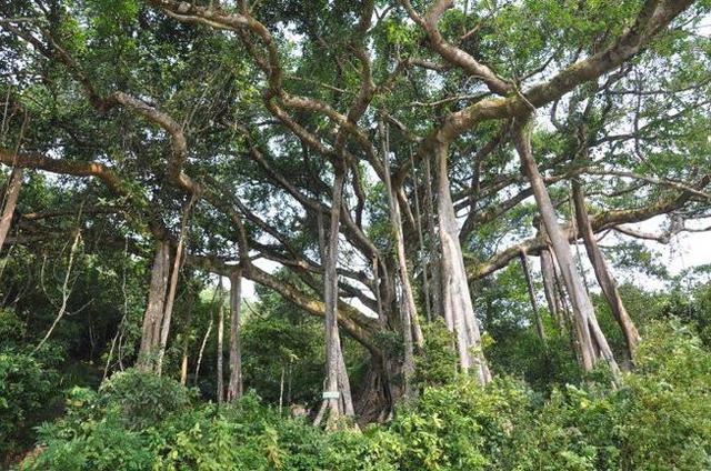 Chuyện về cây đa di sản nghìn năm tuổi ở Đà Nẵng - Ngọn hải đăng linh thiêng ngự giữa bán đảo Sơn Trà - Ảnh 2.