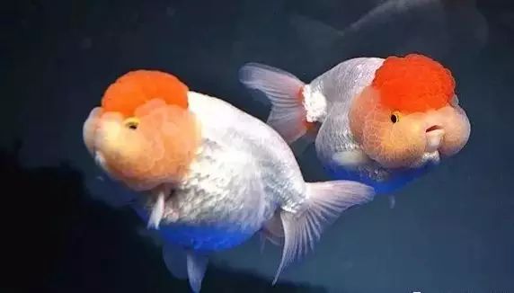 Goldfish, the most pitiful fish on our planet - Photo 14.