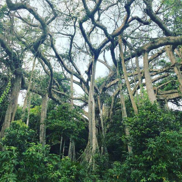Chuyện về cây đa di sản nghìn năm tuổi ở Đà Nẵng - Ngọn hải đăng linh thiêng ngự giữa bán đảo Sơn Trà - Ảnh 3.