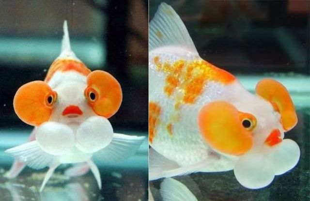 Goldfish, the most pitiful fish on our planet - Photo 21. Goldfish, the most pitiful fish on our planet - Photo 21.