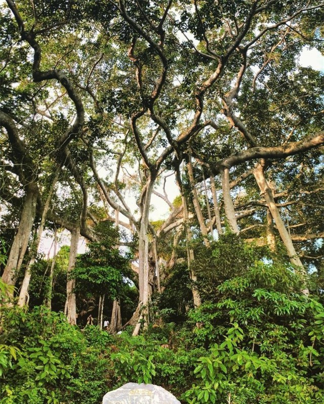 Chuyện về cây đa di sản nghìn năm tuổi ở Đà Nẵng - Ngọn hải đăng linh thiêng ngự giữa bán đảo Sơn Trà - Ảnh 4.